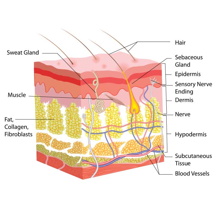 Dermis and Epidermis