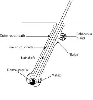 The Hair Follicle and Shaft