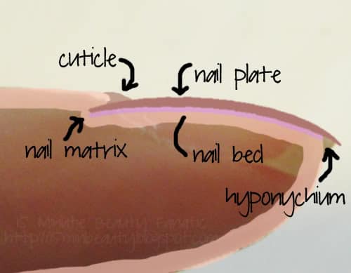 anatomy of the nail bed and plate, composition of the nails