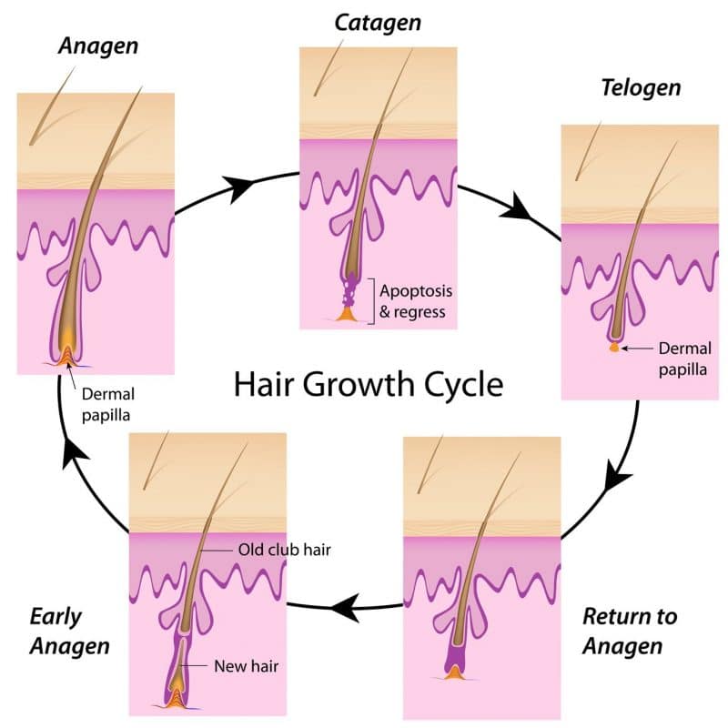 Explanation of the Normal Hair Cycle